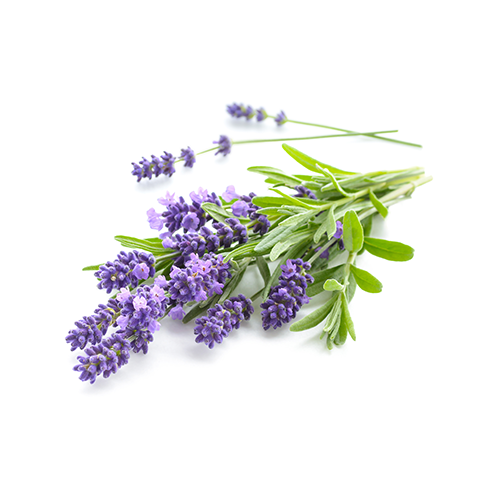Duftnote Lavendel